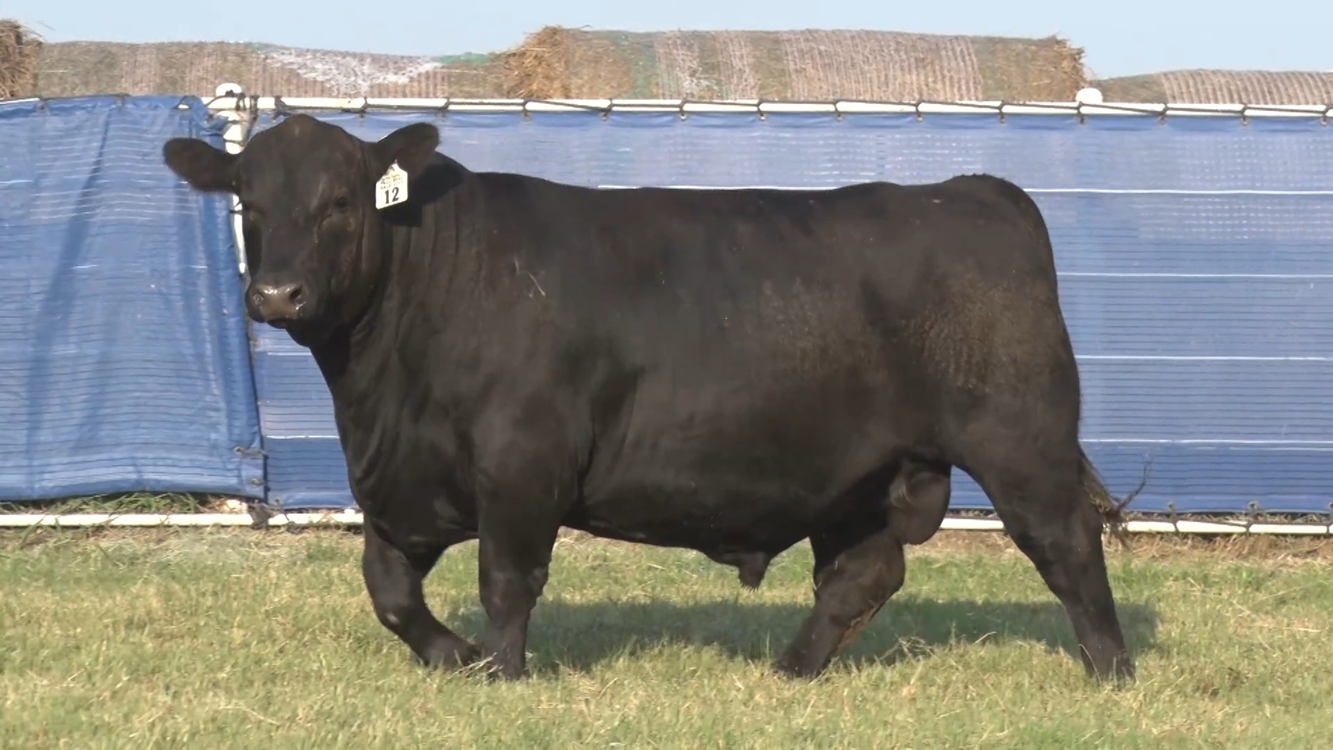 Express Ranches - 📌 𝑪𝒉𝒆𝒄𝒌 𝒐𝒖𝒕 𝒕𝒉𝒆 𝒗𝒊𝒅𝒆𝒐𝒔! 𝗟𝗼𝘁 𝟭𝟮 ~ 𝗘𝗫𝗔𝗥... | Facebook