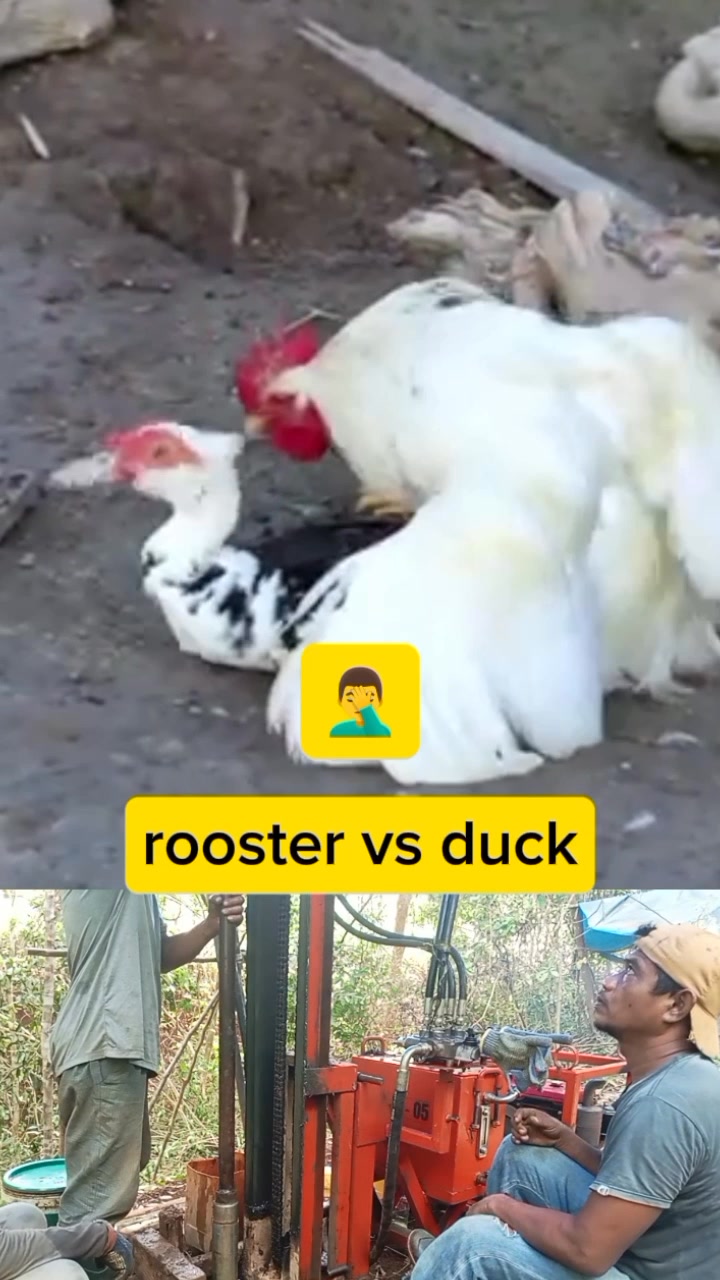 Rooster vs duck😲🤦‍♂️ #reelsfacebook #chicken #ayam #rooster ...