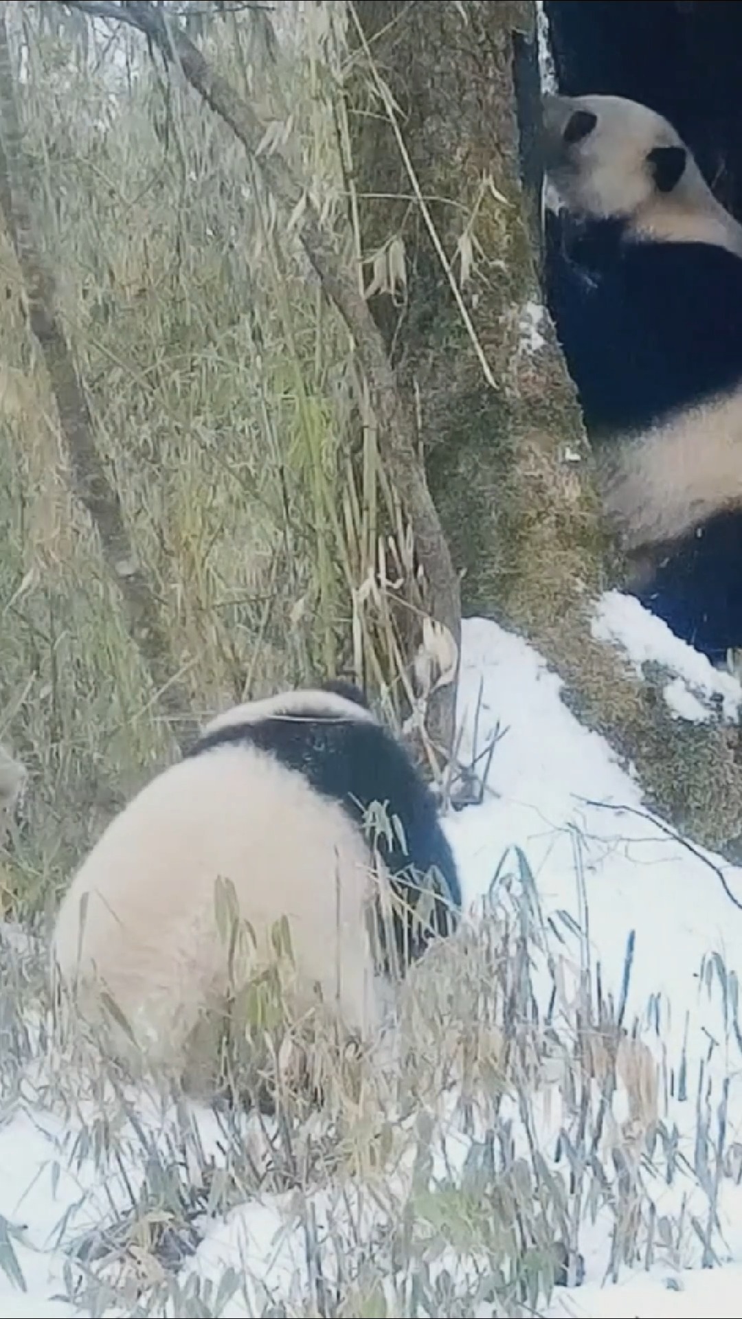 White Pandaさん専用 The world's only wild all-white panda is a male, according to