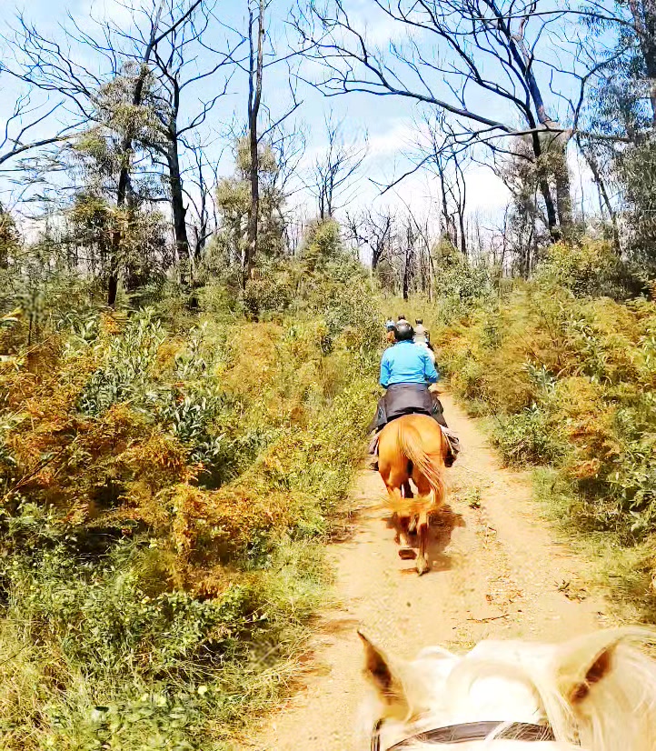Super fun bush canters on our latest 5 day ride 💙 | By EQWINE ESCAPES