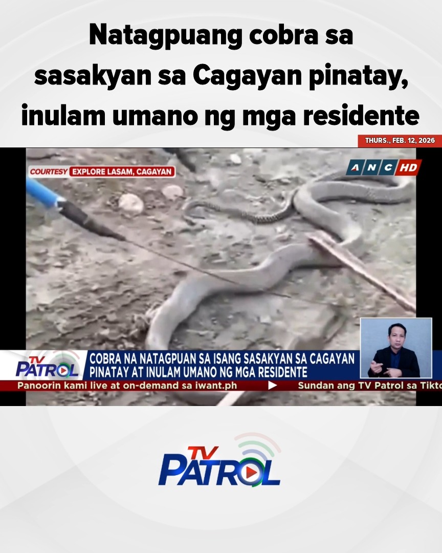 Natagpuang cobra sa sasakyan sa Cagayan pinatay, inulam umano ng mga ...