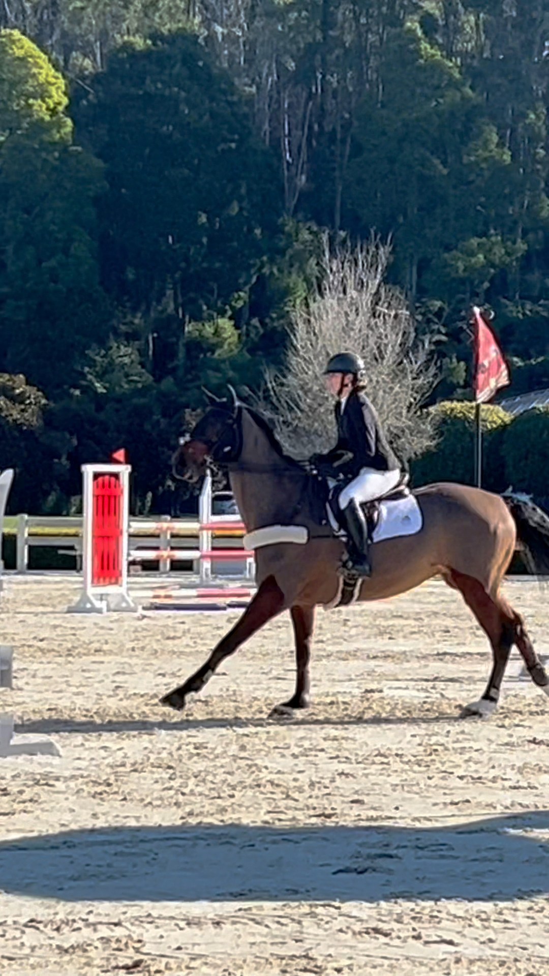 Extremely proud of WEITI GLADIATOR at our first show of the new season ...