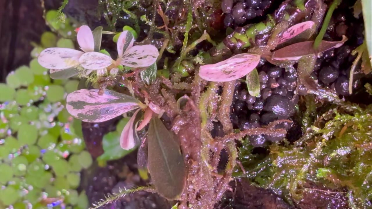 Rare Pink Lady Bucephalandra plant