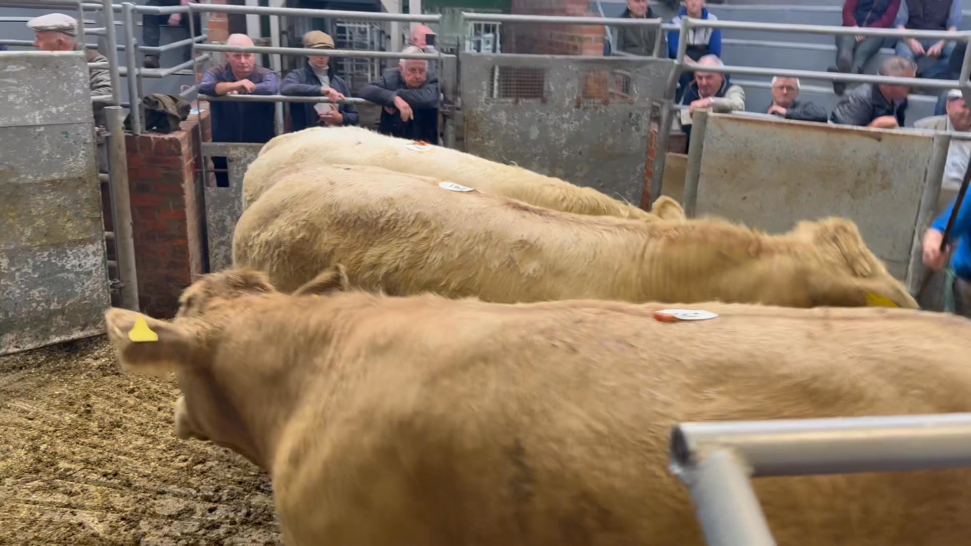 💥505 Store Cattle met a strong trade, with Steers AV £2148 and Heifers ...
