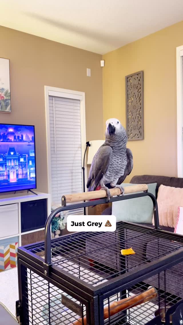 Gizmo tells Bird to Squawk off!! 😅 #funnyparrot #bird #talkingparrot # ...