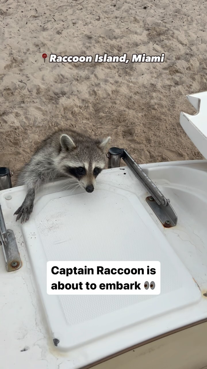 Captain Raccoon is ready for your next adventure 🧡 Departure from Miami ...