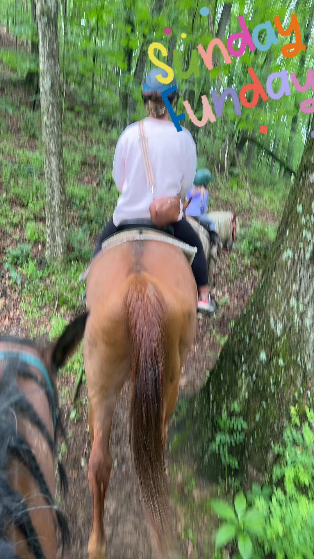 The Red Barn Public Trail Rides | Glenmont OH