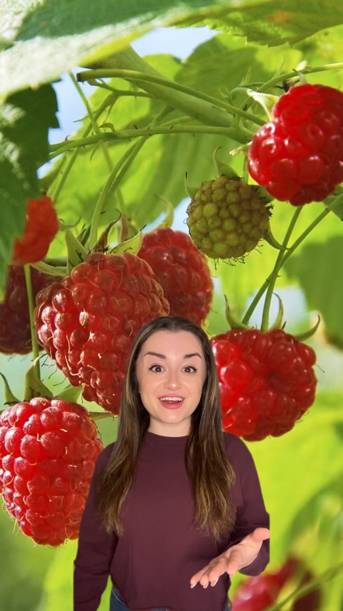 Keep your raspberries safe from frost with these tips👇 If you planted ...