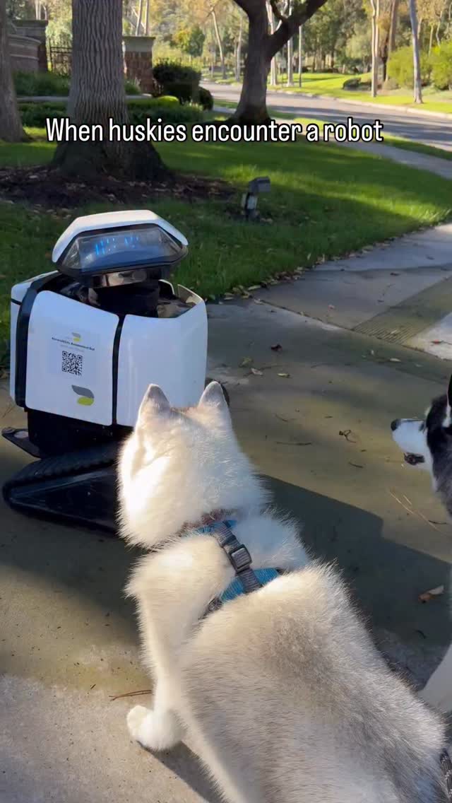 What happens when huskies encounter a robot. Predators v alien- who ...