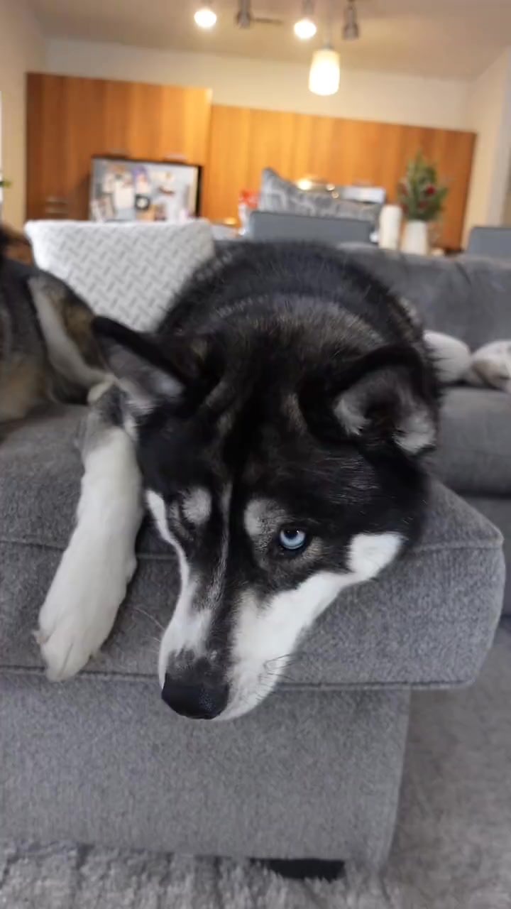 When your boss asks why you’re slacking off just say a dog on told me ...