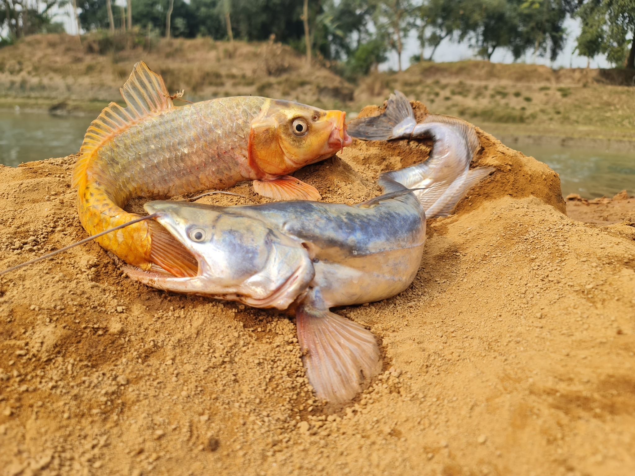 Wow really amazing big stuck fish catching form river side dry place ...