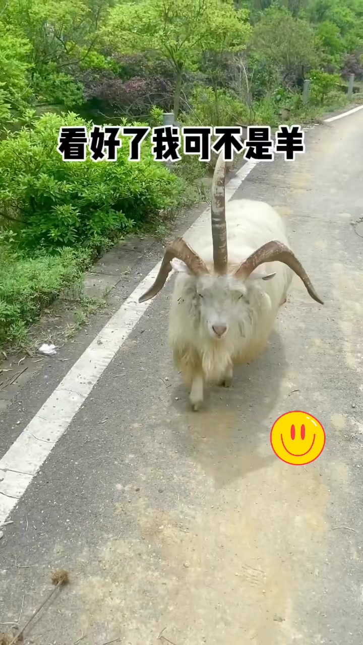还有人认为这是一头羊吗 #搞笑配音[话题]# #搞笑视频 #搞笑 #funnyreels #funnyvideos #funny | 天天笑一 ...