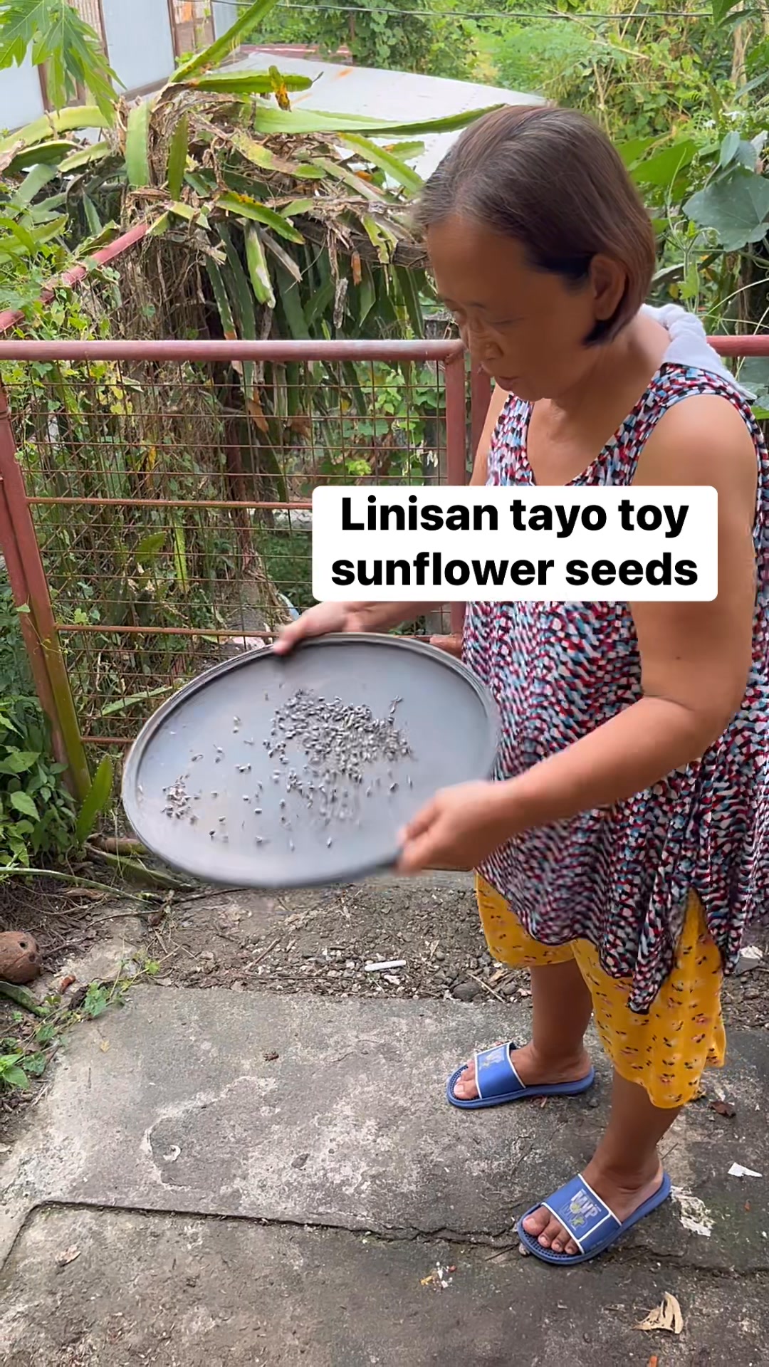 Linisan tayo toy sunflower seeds #sunflower #contentcreator # ...