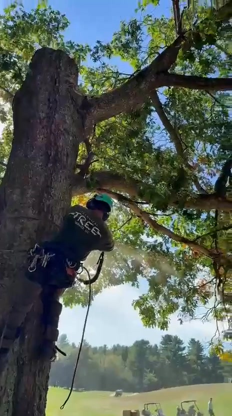 Helping another tree company with a Saturday tree removal project in ...
