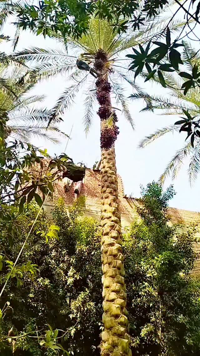 اهوازي للنخيل 🇰🇼 دولة الكويت 🇰🇼 تنظيف وتكريب النخيل صيانة النخيل نقل ...