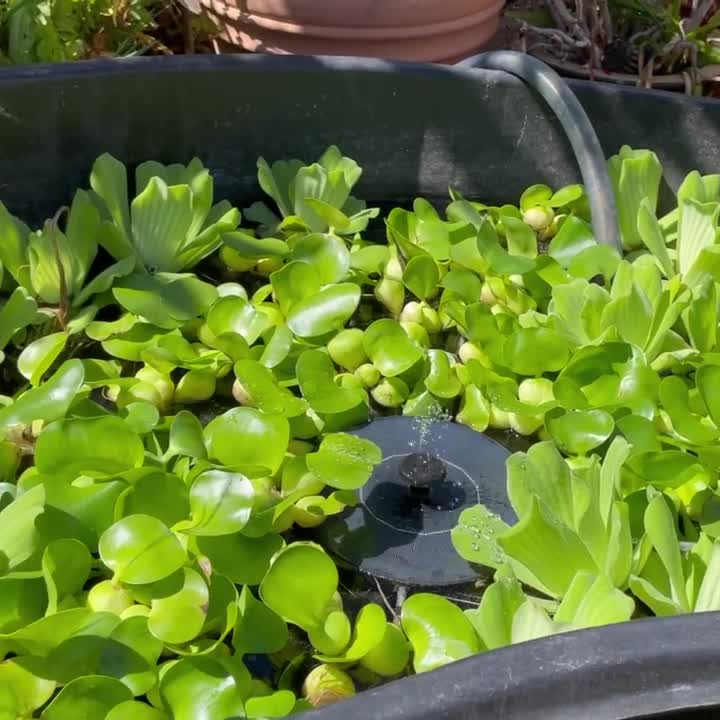 Lower your nitrates and possible traces of ammonia with our beautiful ...