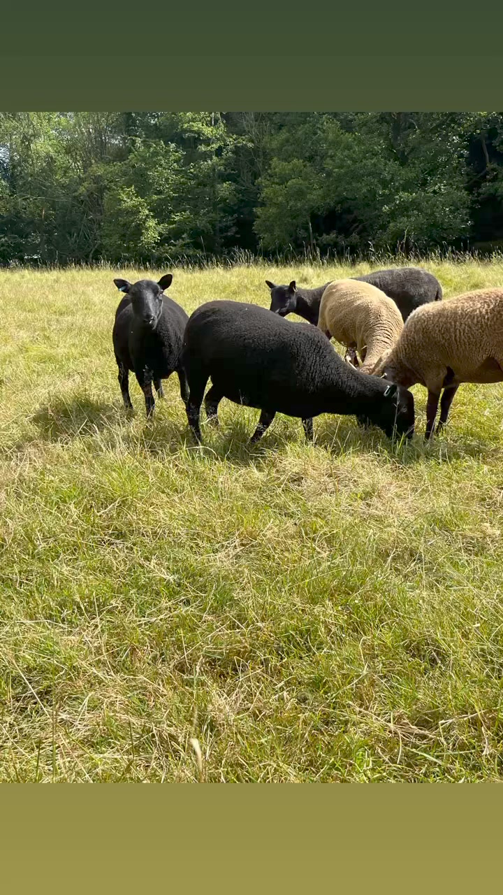 Aymestrey Wool | Hereford