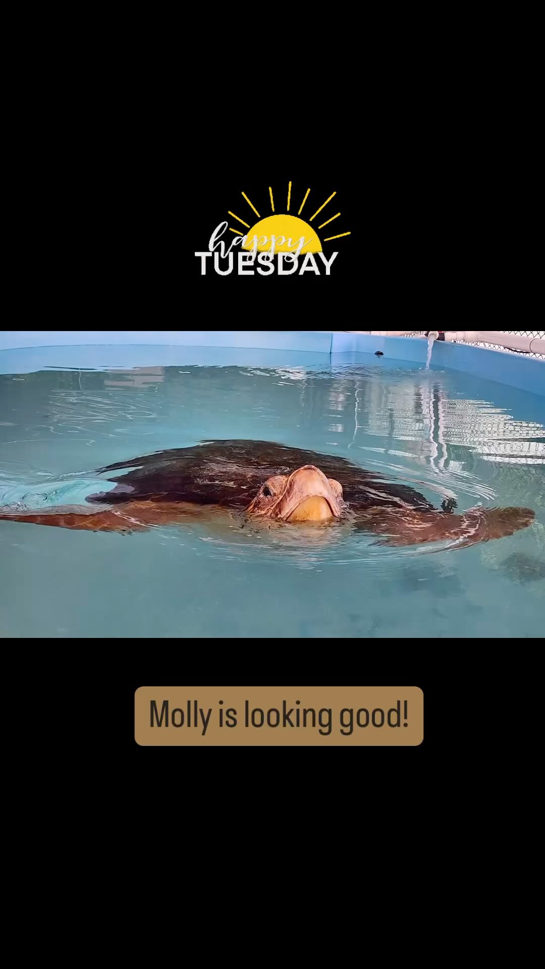 Happy turtle Tuesday! Molly is looking good and is grateful for all the ...
