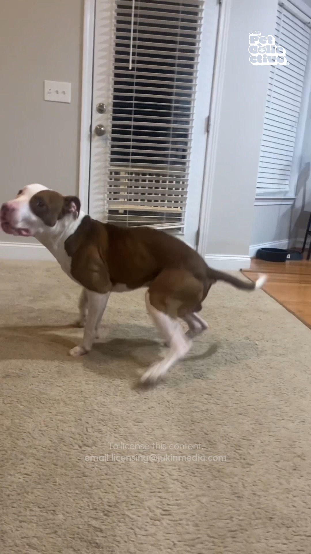 Break Dancing Kingz 🤣🕺🐕 (Via - Hali D.) #Dog #Funny #DancingDog | Try ...