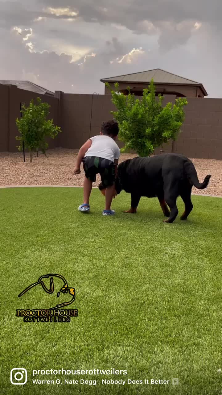 🚨Proctor House Rottweilers🚨 Candy Rotco-Roler 🏆Sire: Ch. Rex Timit-Tor ...