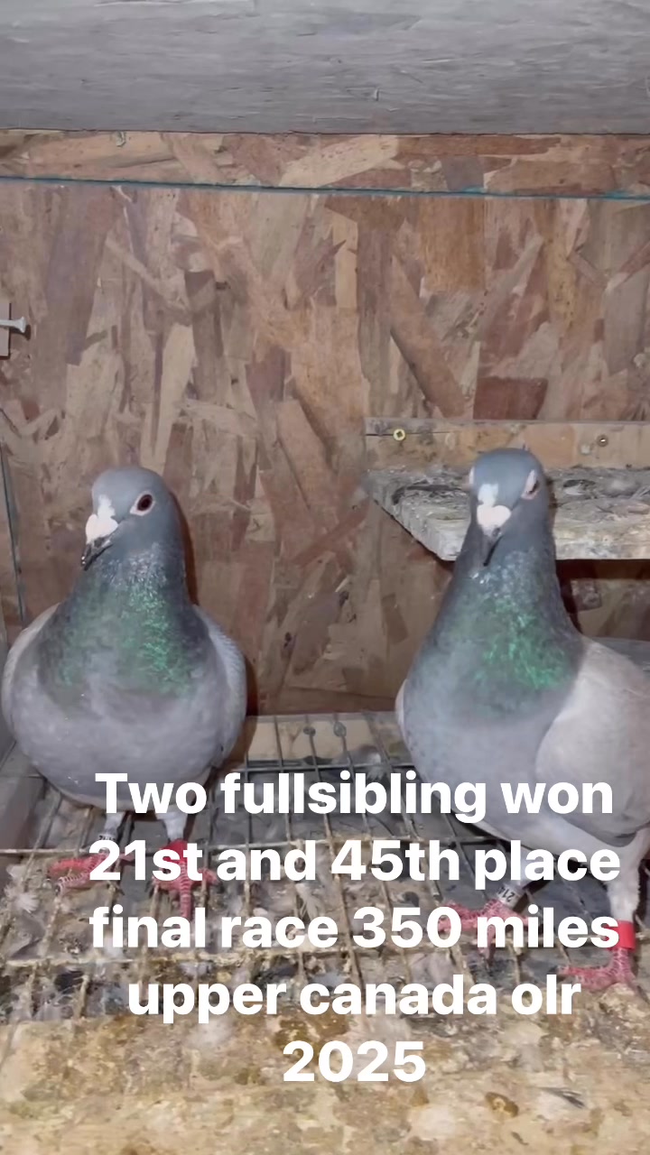 Almost ready for breeding 🤞🤞🤞Two fullsibling won 21st and 45th place ...