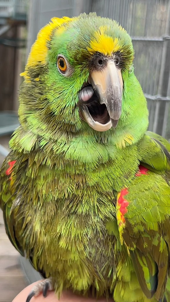 Picture Idea: Happy Parrot Spreading Joy Parrots Parrot Playhouse