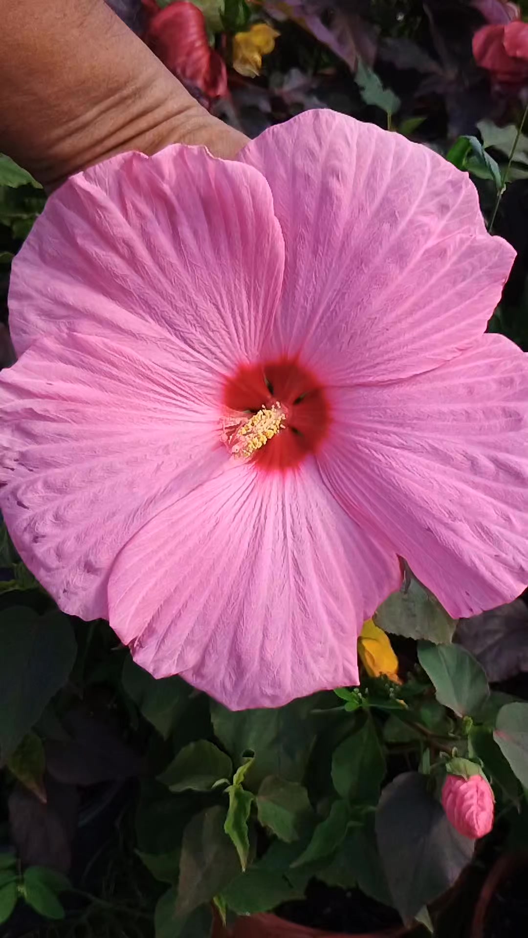 Dinner Plate Hardy Hibiscus Blooming | Mendoza's Nursery