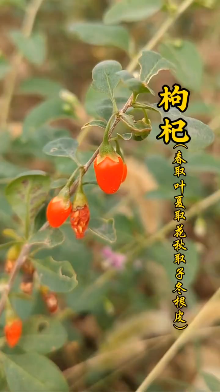 枸杞，你用對了嗎 枸杞被譽為東方神草，其葉、花、子、根都是寶，你那里有（野生）枸杞嗎？#枸杞 #識百草 #植物科普 #一日一植物 #中草藥 ...