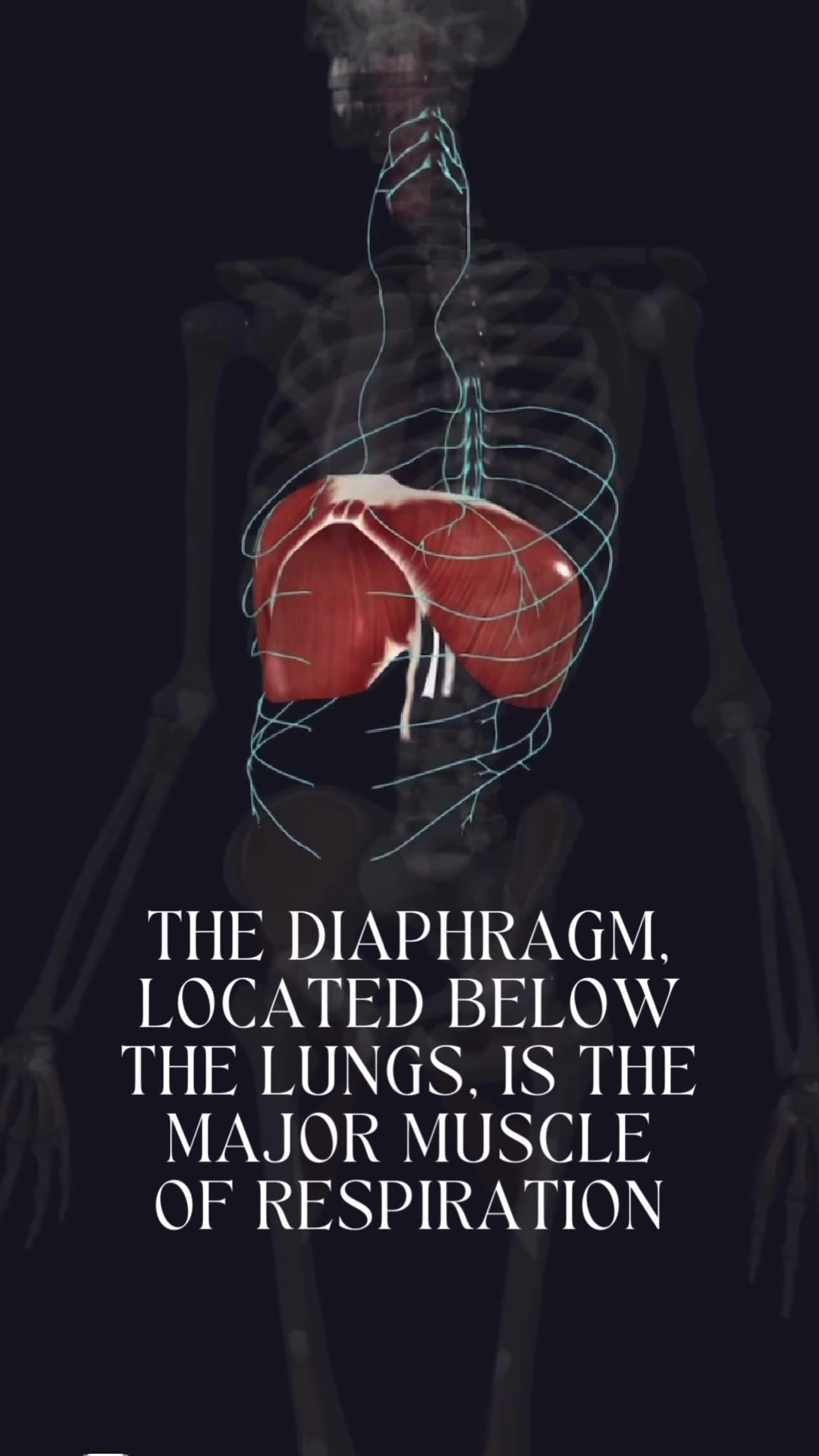 The diaphragm, located below the lungs, is the major muscle of ...