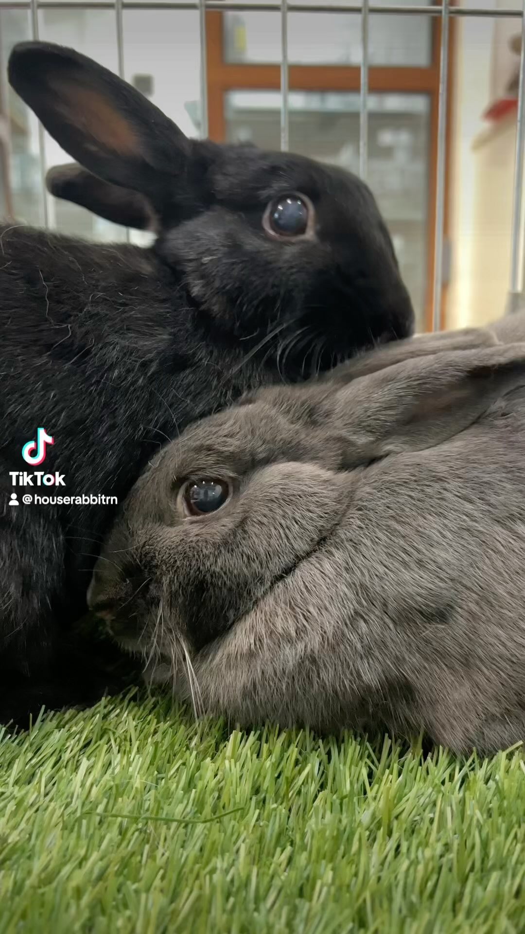 if you missed the cutest event in Austin this week… here’s a recap ☕️🌸🐇 ...