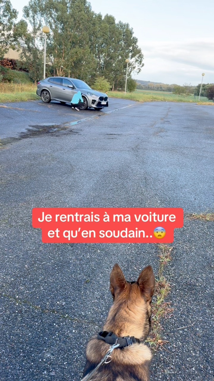 Beau travail d’Adès, seulement 8 mois 👏🐕 #malinois #ades #ninolemalou # ...