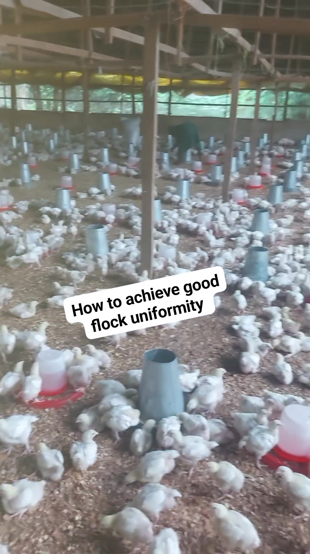 Having a good flock uniformity helps in achieving great profit ...