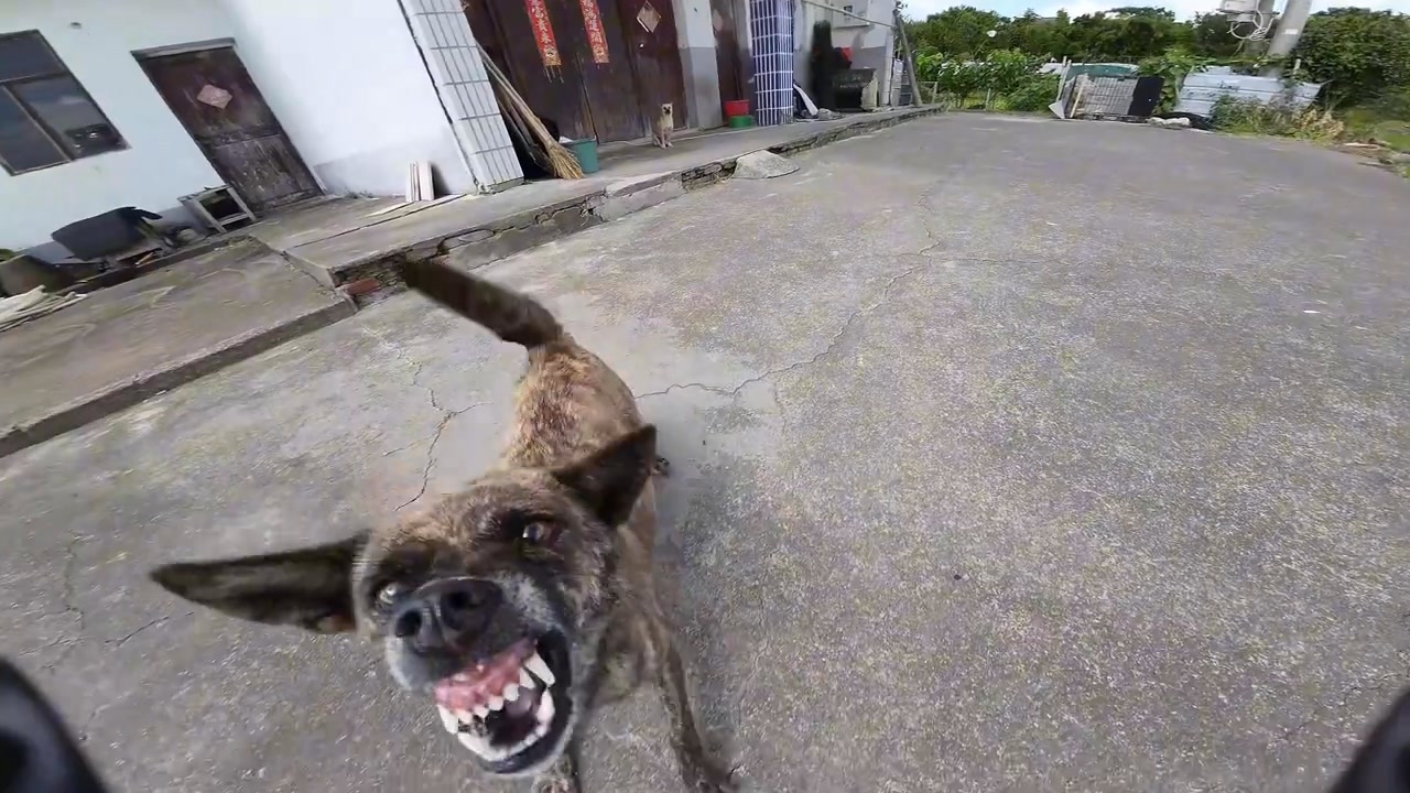 大戰車底猛犬 一不留神被狗哥咬下 #穿越機追狗 #今天天氣真好啊 #腚剎 | Violagoelyea | Facebook