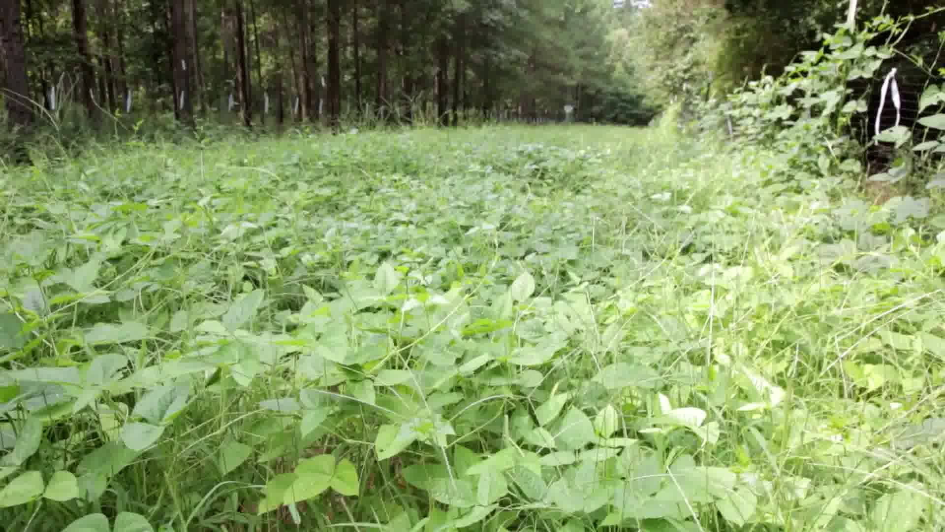 Who's ready for some spring food plots? Check out the full episode from ...