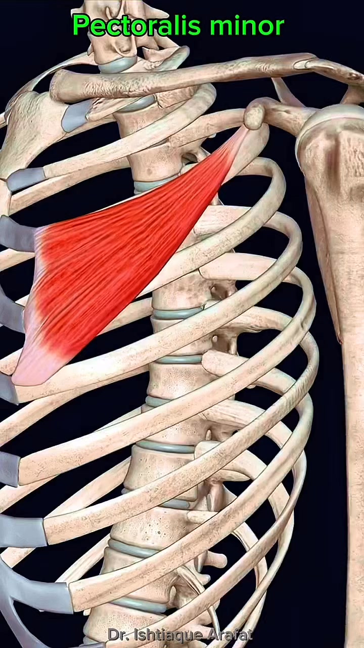 Pectoralis minor #muscle #anatomy 💪 - Dr. Ishtiaque Arafat | Facebook