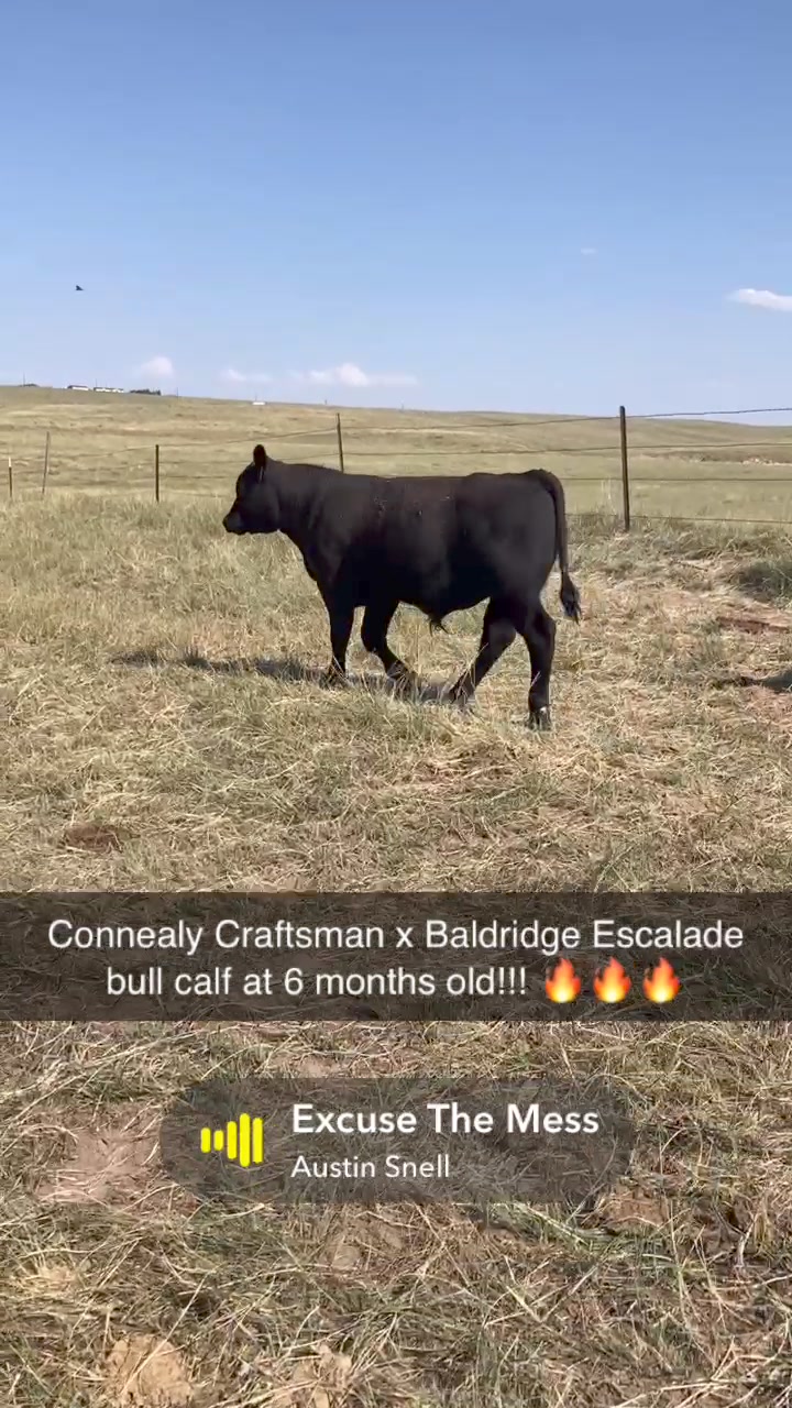 Gaston Hornung - Connealy Craftsman bull calf out of CCC... | Facebook