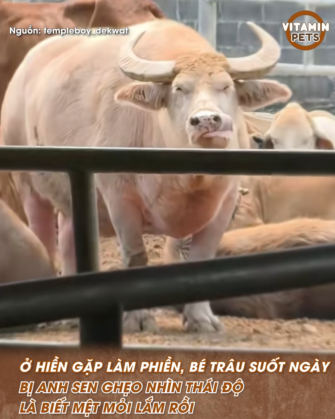 Ở hiền gặp làm phiền, bé trâu suốt ngày bị anh sen ghẹo nhìn thái độ là ...