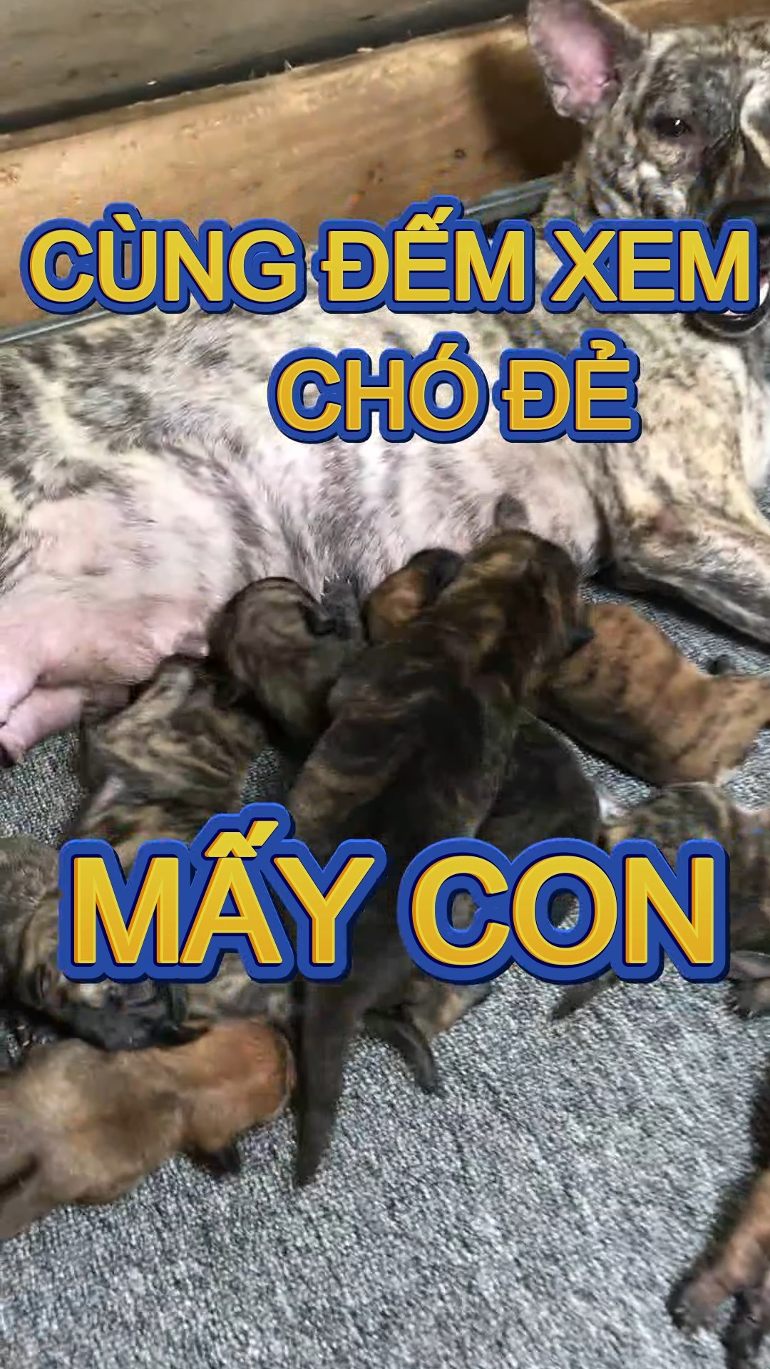 Chúng ta cùng đếm xem Chó Phú Quốc một lứa đẻ mấy cún nha ? # ...