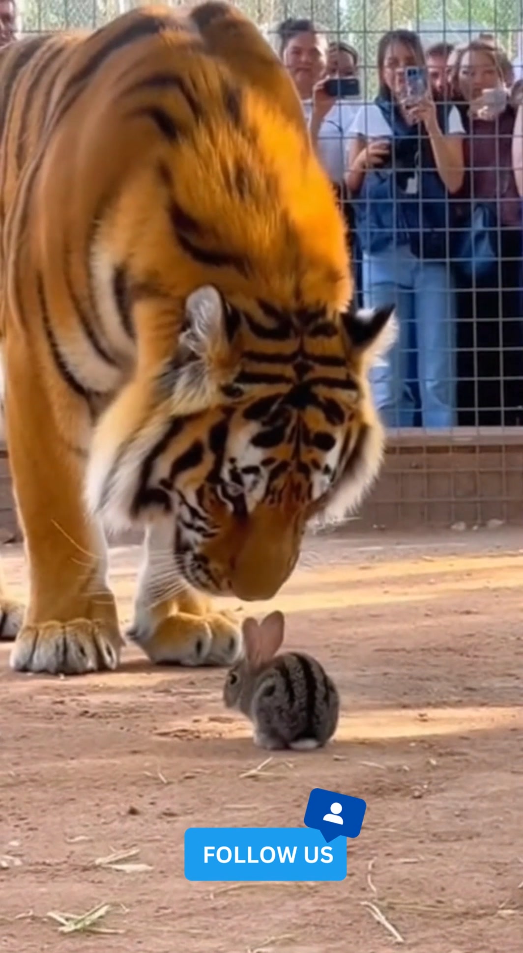 What happened to the curious Rabbit who entered the Tiger's cage? . . # ...