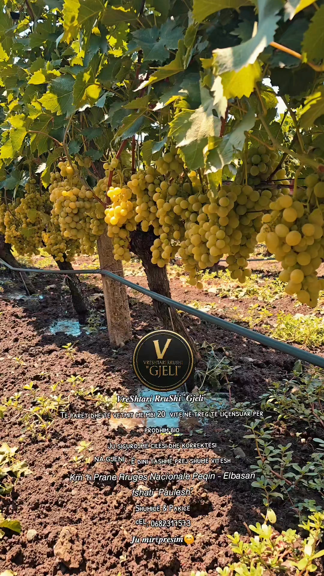 #vreshtarirrushigjeli 🍇 | VreShtari RruShi 