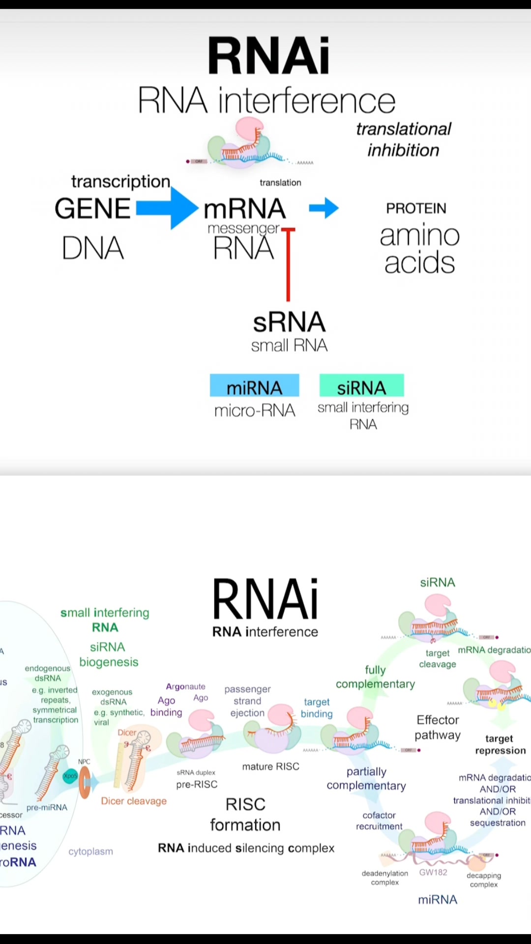 RNA interference #giyasmicrobiology #microbiology #virology # ...