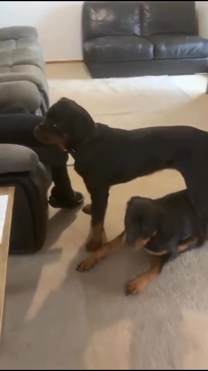 Growler Rottweilers on Reels | Facebook