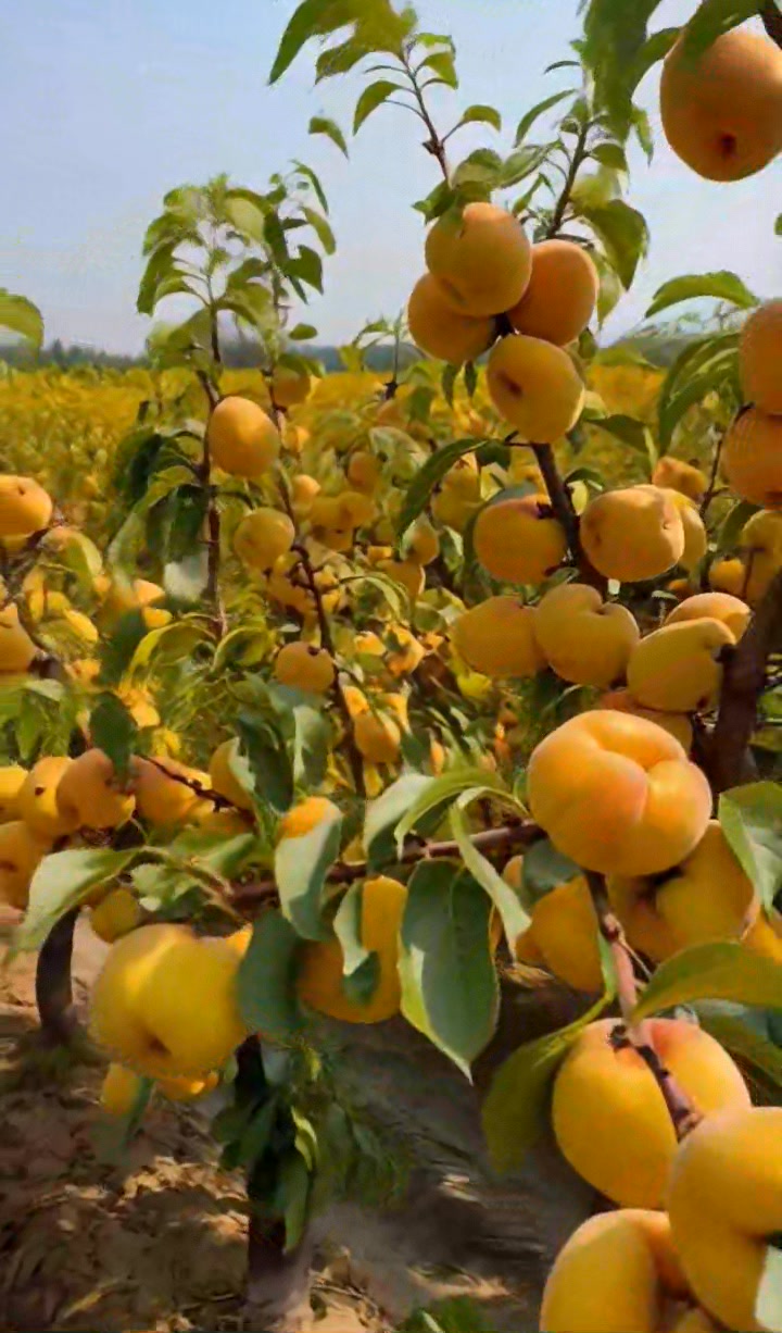 #fblifestyle --- 🌱🇨🇦 Growing Fruit Trees – Tips from My Orchard 🌳🍑 Hey ...