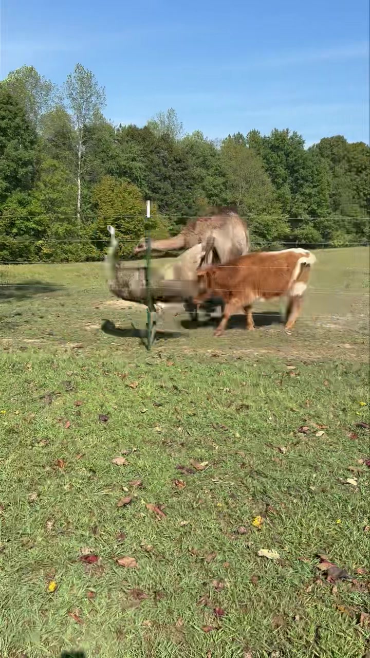 Keke got to come see the mini horses, camels, emu & mini moo’s ️ ...