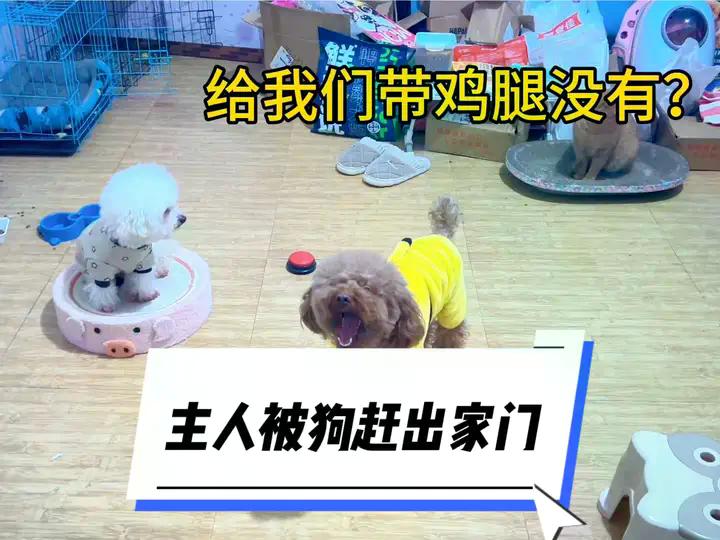 铲屎官被狗赶出了家门#这狗怎么人模人样的 #狗子成精了 #逗你一笑😅😅😅烦恼忘掉 #这狗子打小就精 #创作灵感 | 日常撸狗，皮皮 ...