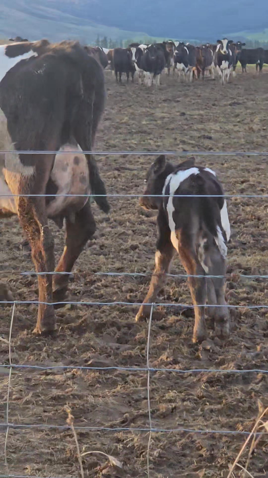 A Southland calving paddock. No shelter and no suitable place to lie ...