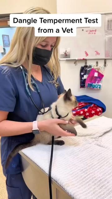 The cat fails the “dangle test” 🐈 | Kelly Manno | Facebook