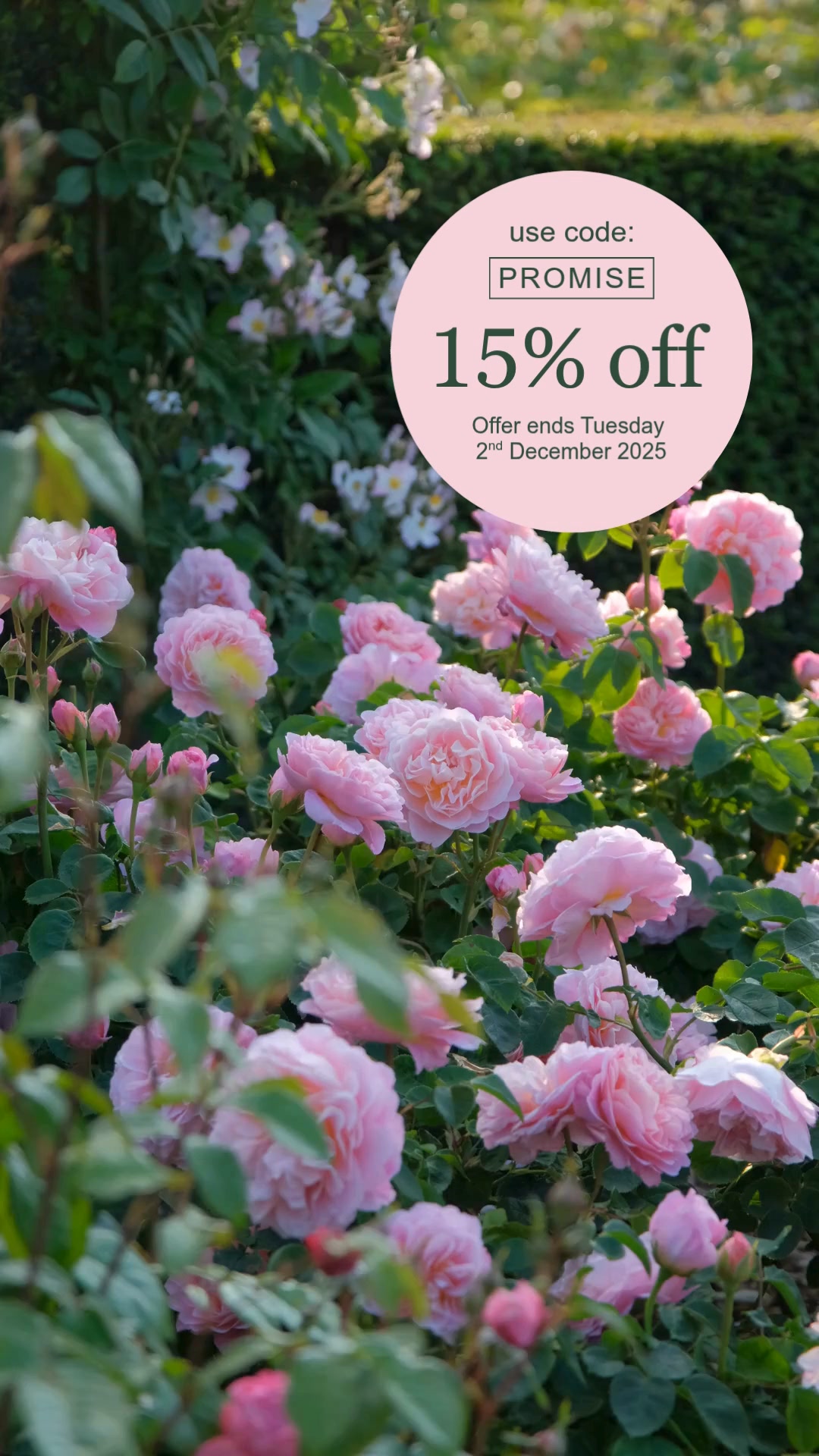 Welcome to the season of bare root roses. As the garden slows and the ...