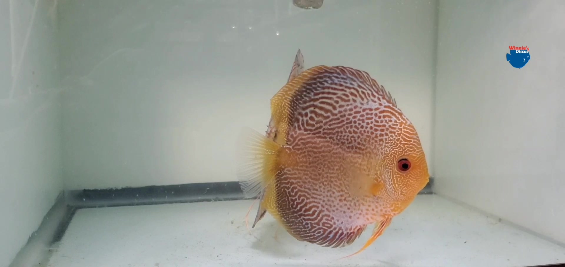 Winnie's Discus | Coram NY