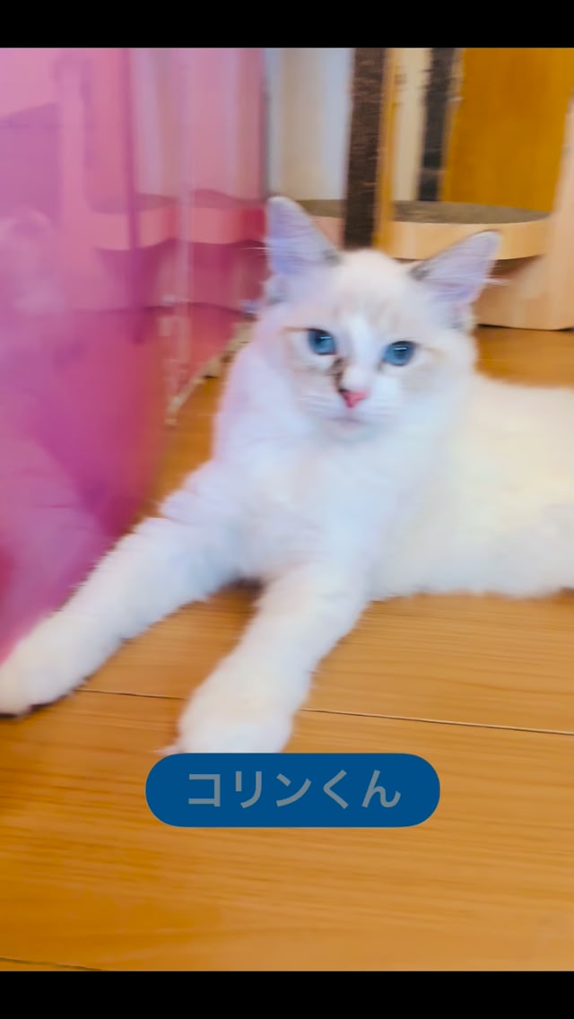 たまねこ | Tama-shi Tokyo
